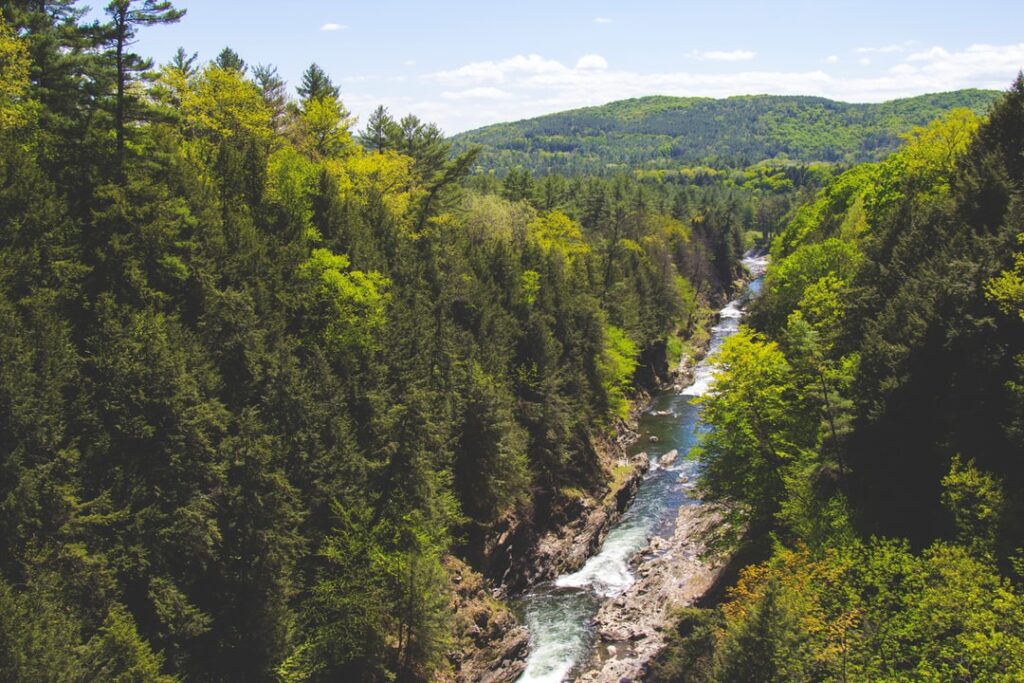 river in the forest