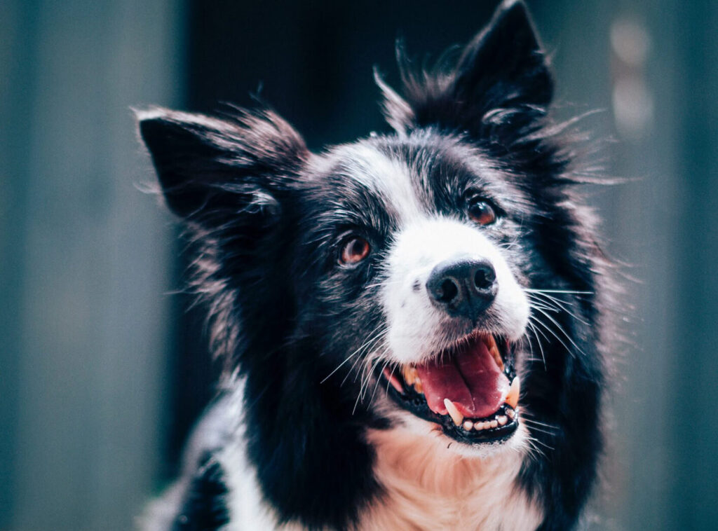 black and white dog